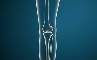 gamba ossatura e ginocchia, 3d resa. foto