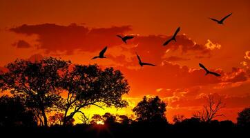 paesaggio di Africa con caldo tramonto foto