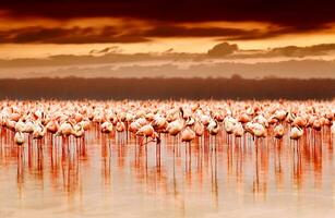 fenicotteri africani sul tramonto foto