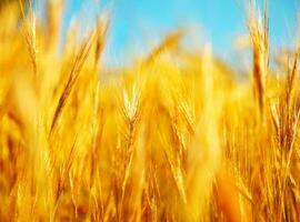 primo piano del campo di grano foto