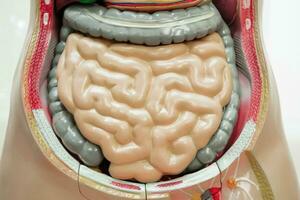 intestino o intestino umano anatomia modello per studia formazione scolastica medico corso. foto