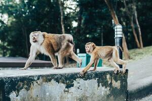 un' famiglia di macaco scimmie. un' scimmia nel un' tropicale parco. foto