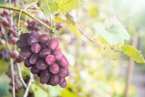 un' mazzo di rosa uva nel il autunno raggi di il sole. vinificazione, raccogliere foto