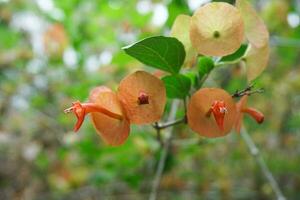 rosso-arancio fiori selvatici bizzarro forma molti fiori siamo fioritura foto