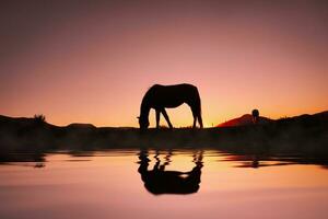 cavallo silhouette riflessa nel il acqua e bellissimo tramonto sfondo foto