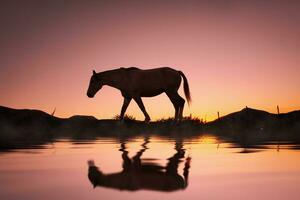 cavallo silhouette riflessa nel il acqua e bellissimo tramonto sfondo foto