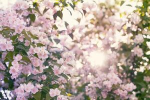 fioritura Mela albero con sole bagliore foto
