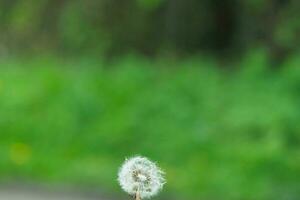 vicino su Immagine di pianta e fiore foto