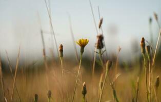 vicino su Immagine di pianta e fiore foto