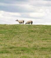 bellissimo Basso angolo Visualizza di Britannico agnello e pecora aziende agricole a superiore domenica parco lutone, Inghilterra UK. Immagine era catturato su agosto 15, 2023 durante tramonto a campagna di UK foto