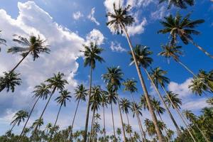 palma da cocco sotto il cielo blu sulla bellissima spiaggia tropicale foto