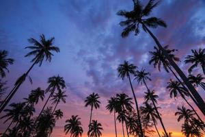 sagoma di palma da cocco al tramonto sulla spiaggia tropicale foto