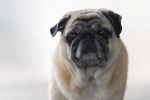 primo piano, faccia, di, cane carlino foto