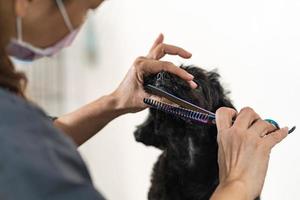 toelettatrice che taglia i capelli di un cane di piccola taglia in un salone nel salone di bellezza per cani foto