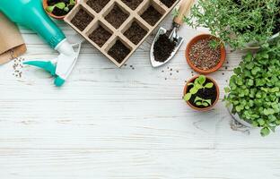 giardinaggio concetto, piantare a casa foto