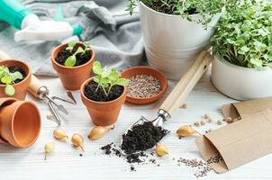 giardinaggio concetto, piantare a casa foto