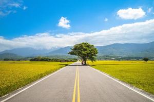 legno del vescovo su viale marrone, chishang, taitung, taiwan foto