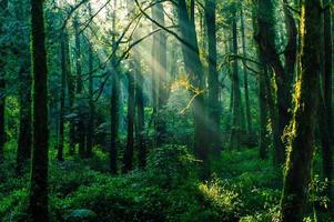 raggi di sole nella foresta in montagna ali, taiwan foto