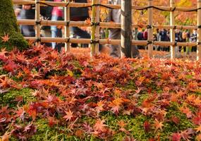 autunno colore caduto le foglie su motivo nel Giappone foto