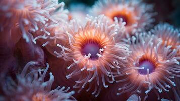 anemone attinia struttura subacqueo scogliera mare corallo foto