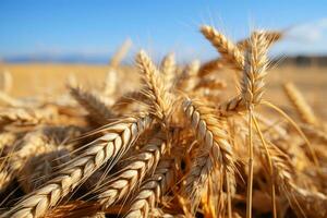 orecchie di Grano su blu cielo foto