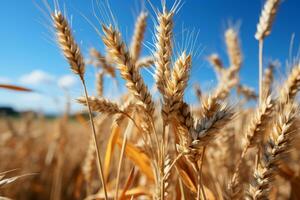 d'oro Grano campo con blu cielo foto