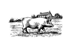 mano disegnato inciso vettore immagine di villaggio paesaggio con maiali mangiare erba nel il pascolo. foto