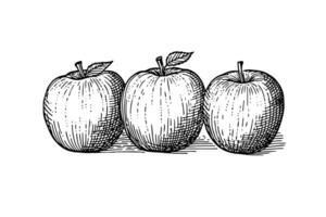 Mela frutta mano disegnato incisione stile vettore illustrazioni. foto