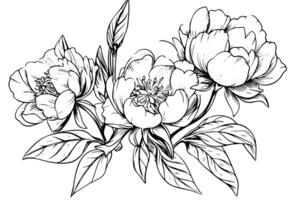 peonia fiore e le foglie disegno. vettore mano disegnato inciso inchiostro illustrazione foto