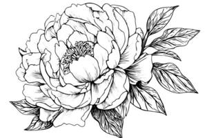 peonia fiore e le foglie disegno. vettore mano disegnato inciso inchiostro illustrazione foto