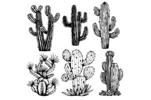 impostato di cactus mano disegnato inchiostro schizzo. incisione stile vettore illustrazione. foto