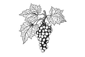 mano disegnato inchiostro schizzo di uva su il ramo. incisione stile vettore illustrazione. foto