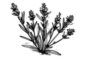 floreale botanico lavanda fiore mano disegnato inchiostro schizzo. vettore incisione illustrazione. foto