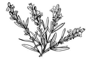 floreale botanico lavanda fiore mano disegnato inchiostro schizzo. vettore incisione illustrazione. foto