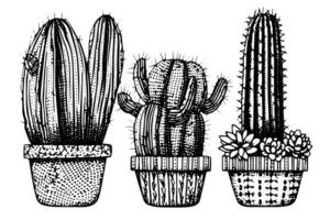 impostato di cactus nel incisione stile vettore illustrazione.cactus mano disegnato schizzo imitazione. foto