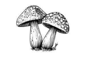 volare agarico o amanita funghi gruppo in crescita nel erba incisione stile. vettore illustrazione. foto