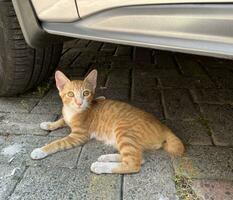 carino bellissimo Zenzero arancia gattino posa giù sotto argento auto corpo. vagante indonesiano selvaggio gatto isolato su semi all'aperto ambiente con di legno pavimentazione sfondo foto