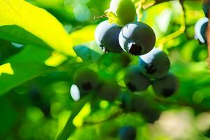 mirtillo su il cespuglio, viola blu frutta. frutta con verde le foglie. raccogliere a partire dal giardino foto