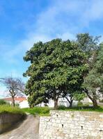 grande alberi nespolo, natura. bellissimo paesaggio con un' albero. foto