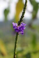 vicino su, fiore foto