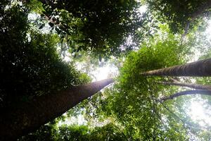 paesaggio immagini, verde natura, alberi foto