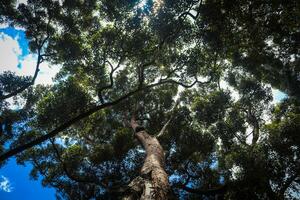 paesaggio immagini, verde natura, alberi foto