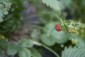 gustoso selvaggio rosso selvaggio fragola tra verde le foglie nel il foresta foto