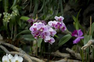 delicato colorato fiori orchidee in crescita nel un' naturale ambiente nel botanico frutteto foto