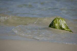 mare paesaggio con un' masso coperto di vegetazione con verde alghe e onde di il mare nel il sfondo foto