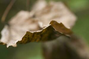 Marrone autunno le foglie su un' verde sfondo avvicinamento foto