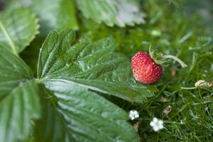 gustoso selvaggio rosso selvaggio fragola tra verde le foglie nel il foresta foto