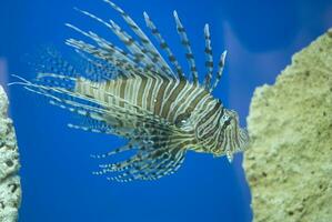 grande acqua salata pesce pietra pesce su un' blu sfondo nel il acquario foto