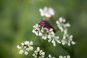 poco nero rosso insetto su un' bianca fiore nel un' estate verde prato foto