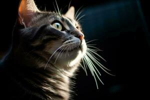 un' gatto guardare su a il cielo nel il buio generativo ai foto
